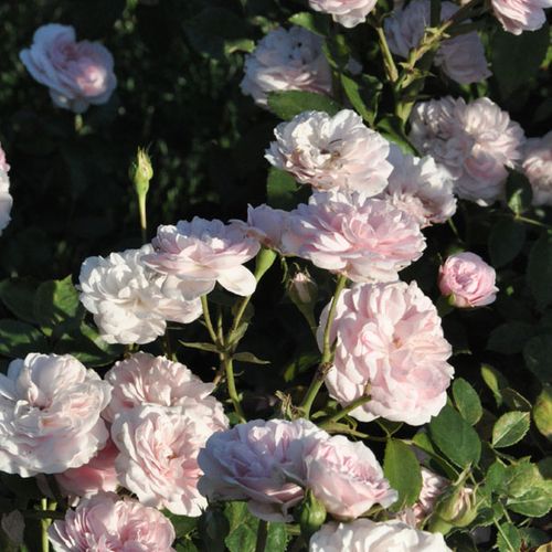 Rózsaszínnel futtatott fehér - Csokros virágú - magastörzsű rózsafa- csüngő koronaforma